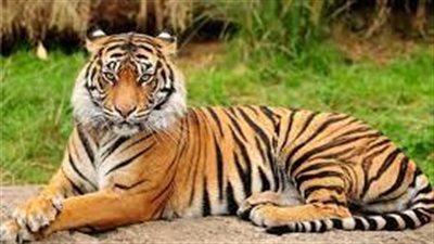 تفسير حلم النمر في المنام وعلاقته بالخير الكثير والاستقرارالأسري