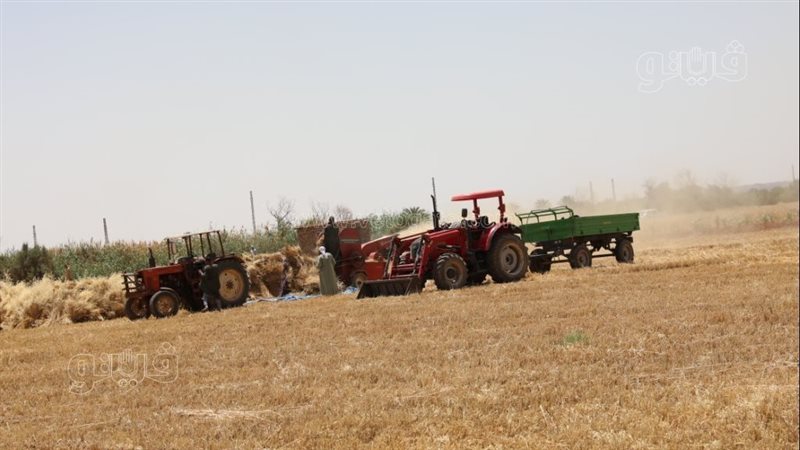 القمح فى أسوان؛ فيتو