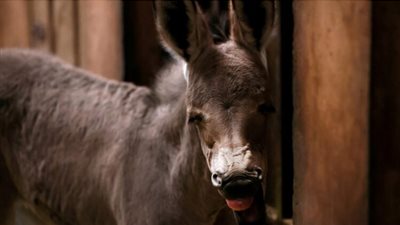 ولادة حمار بري أفريقي من سلالة نادرة في روسيا