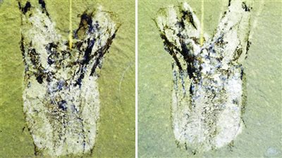 العثور على أحفورة عمرها 500 مليون عام