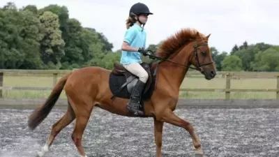  تفسير حلم ركوب الحصان في المنام وعلاقته بتحقيق الأرباح وزوال الصعوبات 