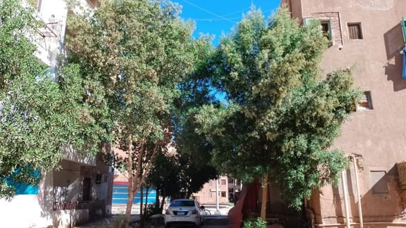 حملات نظافة بالوادي