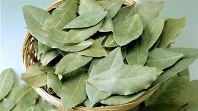  فوائد ورق الغار، يخفض السكر والكوليسترول بالدم ويمنع تكوين الخلايا السرطانية 