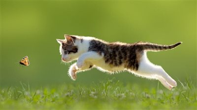 قطة هاربة تؤخر انطلاق قطار فائق السرعة في باريس 