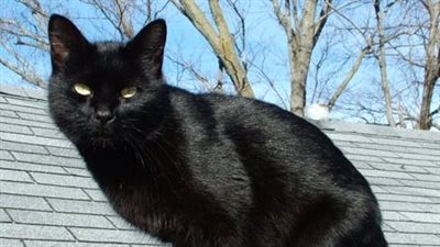 تفسير رؤية القط الأسود في المنام وعلاقتها بالأعداء والأخبار المحزنة 