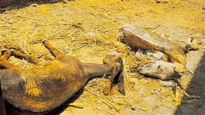 تداول صور لحمير نافقة داخل أحد المحال، وقوات أمن المنوفية تتحرك