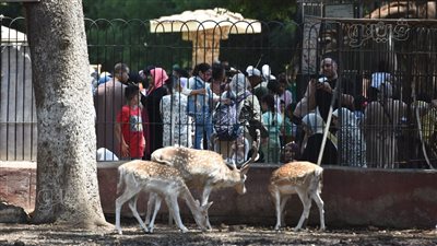 رئيس هيئة الخدمات البيطرية يكشف مستجدات تطوير حديقة الحيوان ورفع كفاءتها 