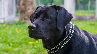 ماذا تعني رؤية الكلب الأسود في المنام