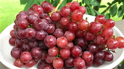 أسعار الفاكهة اليوم، العنب الأحمر يتراجع لـ 18 جنيهًا في سوق العبور