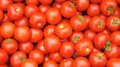 ارتفاع أسعار الطماطم في الأسواق، والشعبة توضح السبب وتطلق نداء عاجلا للمسئولين