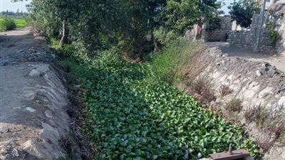 نقص مياه الري بالغربية ومزارعو محلة القصب: أكثر من 150 فدانا مهددة بالبوار