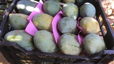 أسعار الفاكهة اليوم، انخفاض ملحوظ في أسعار المانجو بالأسواق 