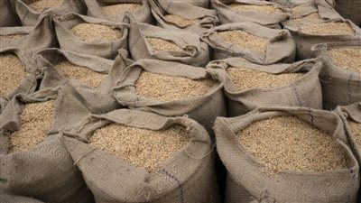 زراعة الشرقية تنظم يوما حقليا للنهوض بالأرز وترشيد استخدام المياه