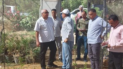 صوب جديدة للتوسع في مبادرة الحرير بالوادي الجديد 