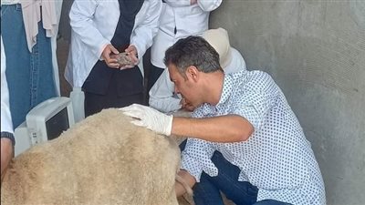 بدء التدريب الصيفي لطلاب طب بيطري جامعة قناة السويس (صور)