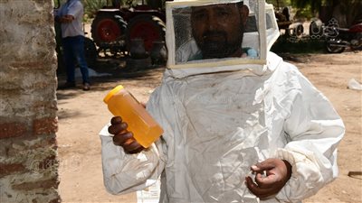 محافظ قنا يشهد إنتاج أول قطفة عسل نحل شمر ضمن مشروعات الأمن الغذائي 