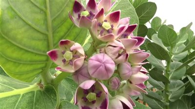 مستكشف مصري يحذر من شجرة العشار: تصيب بالعمى الفوري