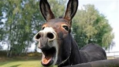 تفسير حلم سماع صوت الحمار في المنام وعلاقته بالتعب والشقاء وكثرة الهموم 