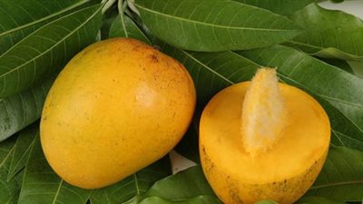 أسعار الفاكهة اليوم، 60 جنيهًا أعلى سعر لكيلو المانجو في سوق العبور