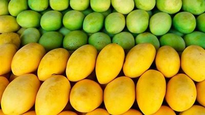 لعشاق المانجو، تعرف على أسعارها في الأسواق، والشعبة تزف بشرى سارة 