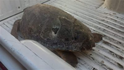 أمن القاهرة يتحفظ على سلحفاة نادرة داخل محل أسماك بعين شمس (صور)