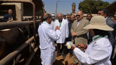 اليوم، بدء تحصين 159 ألف رأس ماشية ضد الحمى القلاعية والوادي المتصدع بأسيوط