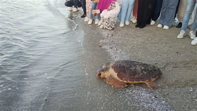 البيئة تعيد إطلاق سلحفاة المطرية لبيئتها الطبيعية بمحمية أشتوم الجميل (فيديو وصور)