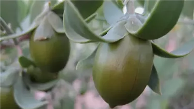 إنشاء أكبر مزرعة للجوجوبا في الشرق الأوسط بالوادى الجديد