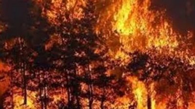 مستوطنون إسرائيليون يشعلون النار في أراضي زراعية جنوب نابلس الفلسطينية 