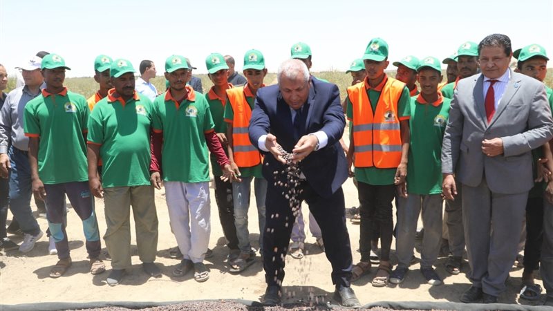 زراعة الجوجوبا بالوادي