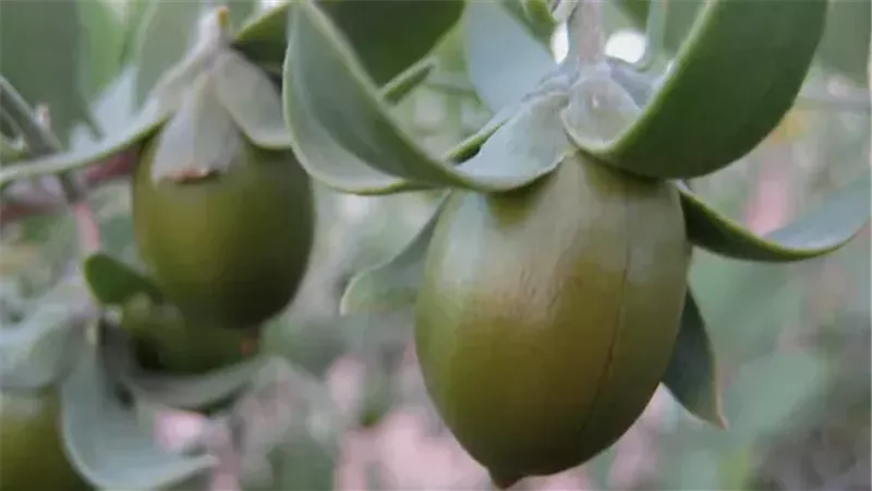  نبات الجوجوبا، فيتو