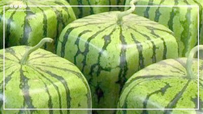 للأغنياء فقط والثمرة الواحدة بآلاف الدولارات.. تعرف على أغلى 9 فواكه في العالم (فيديوجراف)