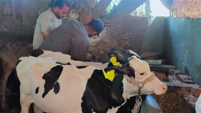 تحصين 243 ألف رأس ماشية ضد الحمى القلاعية وحمى الوادى المتصدع بالمنيا 