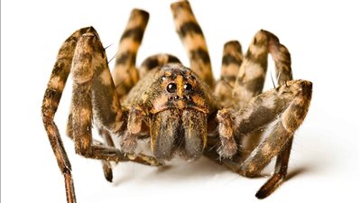 تفسير رؤية العنكبوت في المنام وعلاقتها بكثرة الأعداء 