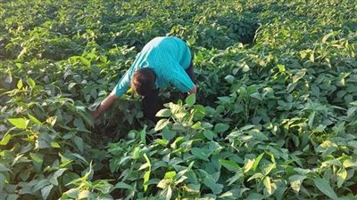 3 إجراءات لإنقاذ محصول فول الصويا من آثار الموجة الحارة