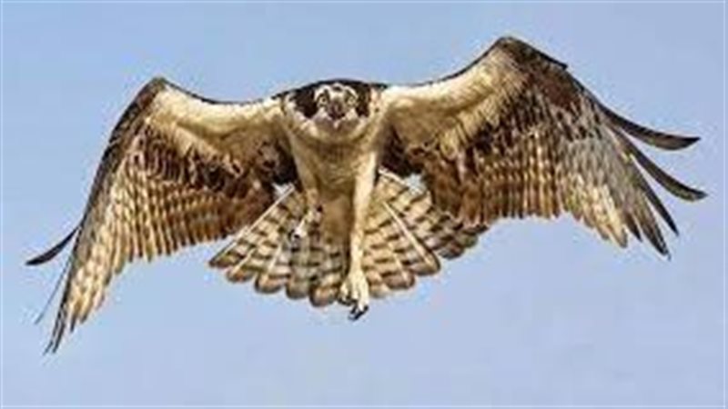 تفسير حلم الصقر في