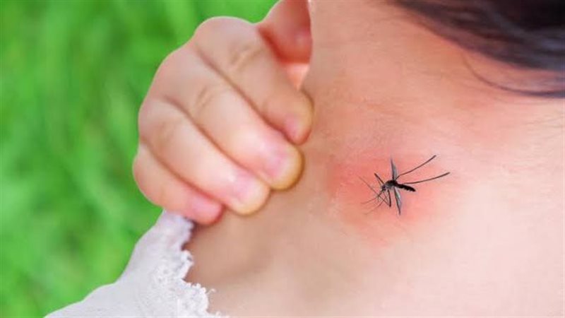 أعراض حمى الضنك،فيتو