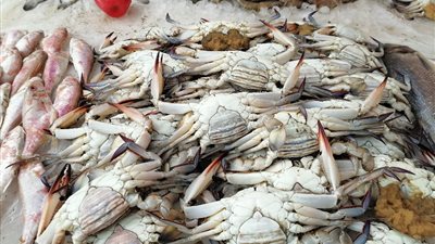 أسعار الأسماك اليوم، الكابوريا تسجل 210 جنيهات في سوق العبور