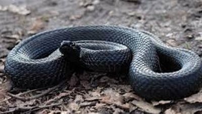 رؤية الثعبان الأسود في المنام تحمل تحذيرًا من التورط في علاقات سلبية