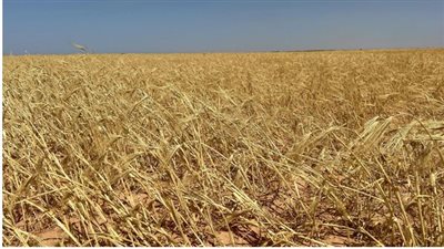 أوكرانيا تعرض مسارا بديلا لتصدير الحبوب عبر المياه الإقليمية لرومانيا وبلغاريا