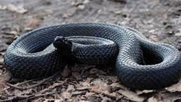 تفسير حلم الثعبان الأسود في المنام: خطر أم تحذير؟ اكتشف الحقيقة! - تحذيرات وعلامات خطر عند رؤية الثعبان الأسود