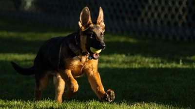 مدينة فرنسية تفرض غرامة على من يقتني كلبا 