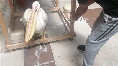 البيئة تنقذ طائر بيليكان من بائع في بورسعيد وتضعه تحت الرعاية