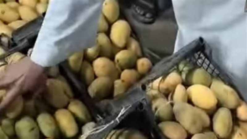 مزاد المانجو قنا،فيتو
