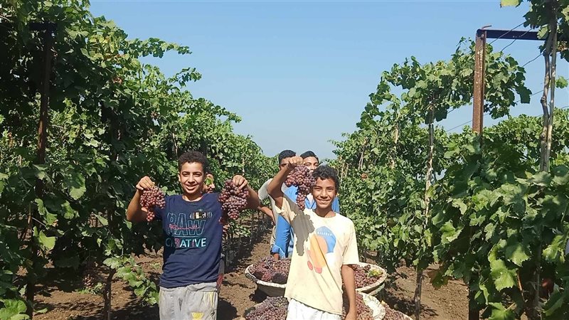موسم حصاد العنب بالدقهلية،