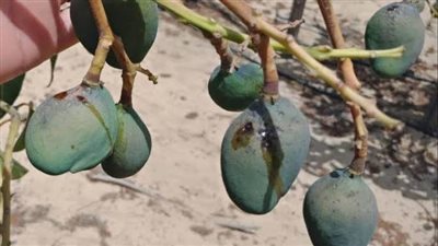 لسعات على المانجو وتنحيس الرمان.. تاثيرات الموجة الحارة على المحاصيل الزراعية 