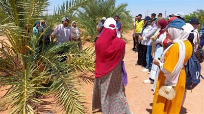 تدريب صيفي لطلاب كلية الزراعة في الوادي الجديد 