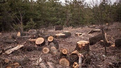 تفسير حلم قطع الأشجار في المنام وعلاقته بخير قادم في المستقبل 