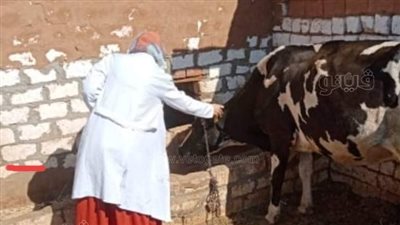 بيطري الوادي الجديد: 30% نسبة تحصين الأبقار والجاموس أول أسبوع لحملة تحصين الثروة الحيوانية