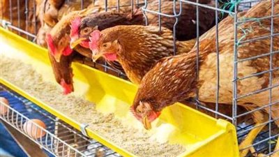 بعد انخفاضها بالأسواق، هل يؤثر القرار الروسي على أسعار الدواجن؟ الشعبة تفاجئ الجميع